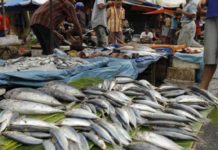 Pasokan Minim, Ikan Laut Langka di Pasar Tradisional Simalungun dan Siantar